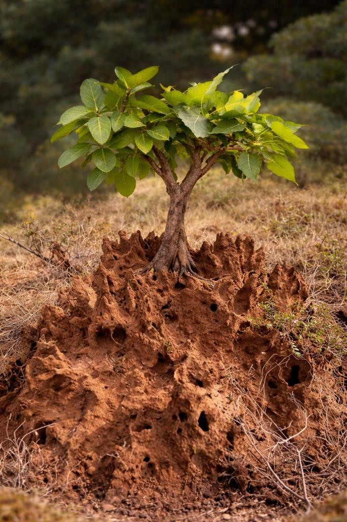 Sacred Peepal & Banyan Tree on Huttha